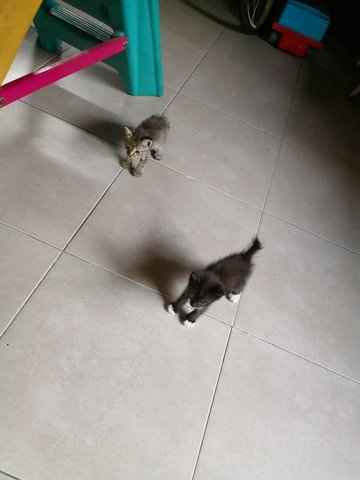 2 Little Kitten - Oriental Short Hair Cat