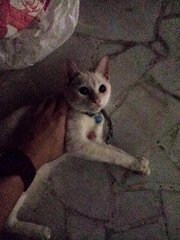 Susu - Domestic Short Hair Cat