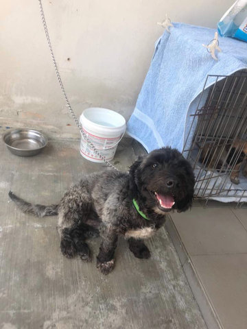 Lucky  - Poodle Mix Dog