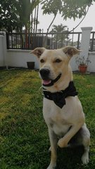 Charlie Boy - Mixed Breed Dog