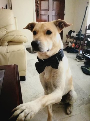 Charlie Boy - Mixed Breed Dog