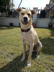 Charlie Boy - Mixed Breed Dog