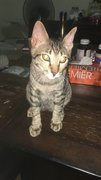 Colby - Domestic Short Hair Cat