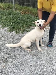 Snow White - Mixed Breed Dog