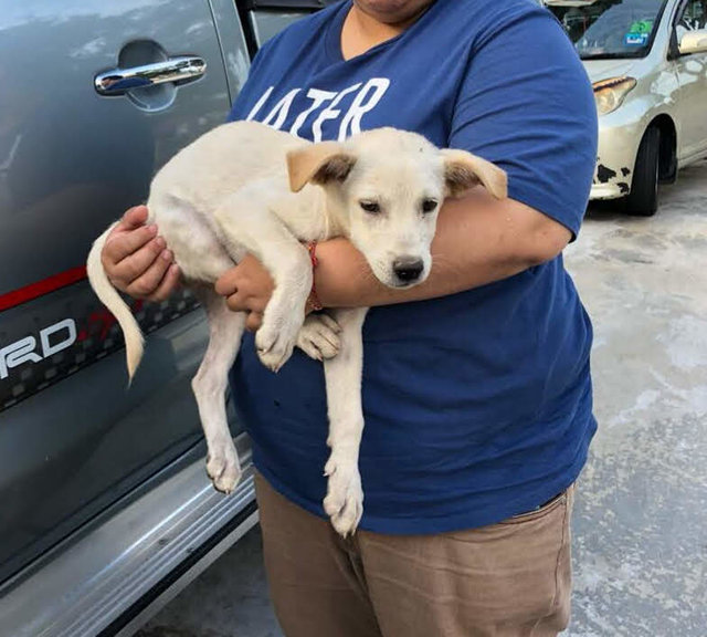 White Puppy - Golden Retriever Mix Dog