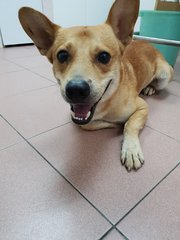 Bengy - Mixed Breed Dog