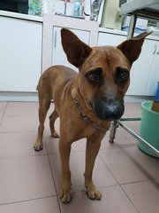 Brownie - Mixed Breed Dog