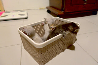 Four Little Kittens - Maine Coon + Siamese Cat