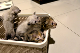 Four Little Kittens - Maine Coon + Siamese Cat