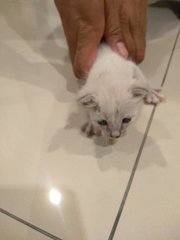 Four Little Kittens - Maine Coon + Siamese Cat