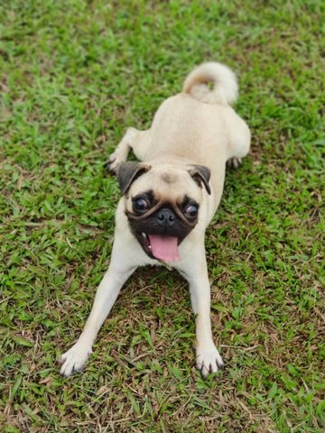 Andong - Pug Dog