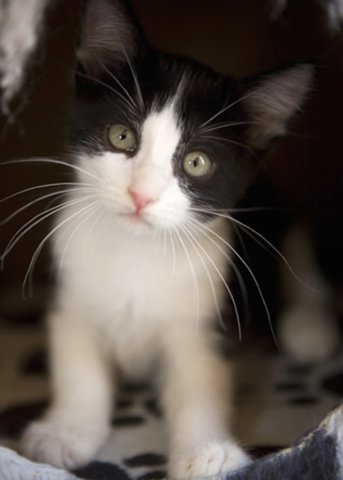 Panda - Domestic Short Hair + Tuxedo Cat