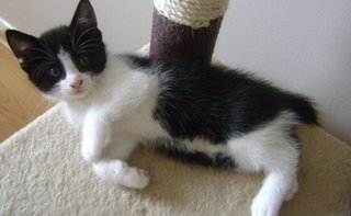 Panda - Domestic Short Hair + Tuxedo Cat