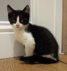 Panda - Domestic Short Hair + Tuxedo Cat