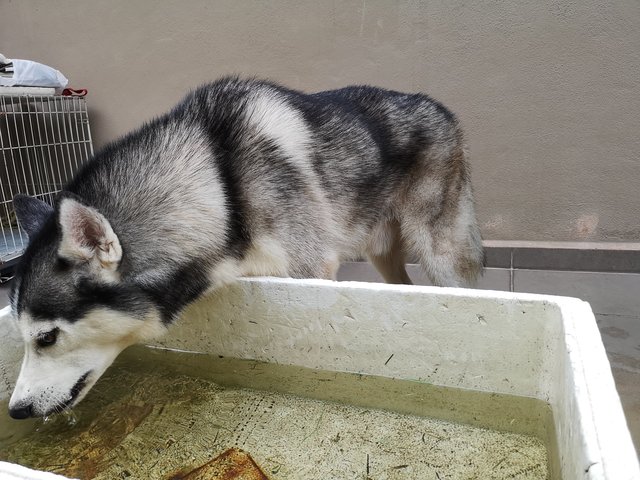 Yuki - Siberian Husky Dog