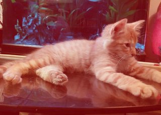 YANG @ Sayang ... relaxing on glass top ... Cool