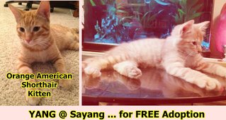 YANG @ Sayang ... mixed M’sian style …  American Shorthair Orange tabby kitten … origin.