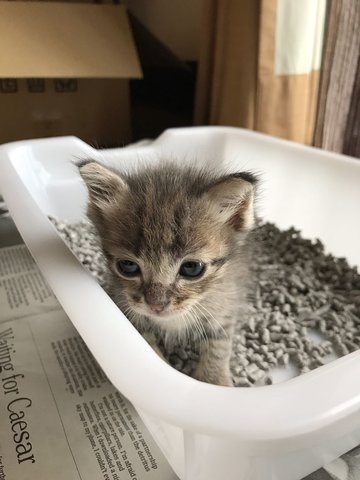 Wee Lad - Domestic Short Hair Cat