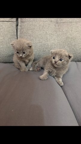 Scottish Fold Pure Breed - Scottish Fold Cat