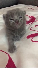 scottish fold