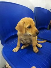 Fabian - Labrador Retriever Mix Dog