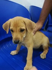 Fabian - Labrador Retriever Mix Dog