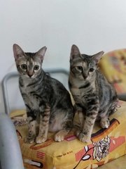 Tina &amp; Tilly - Calico Cat