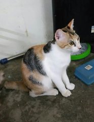 Lia - Calico Cat