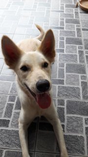 Freya (Luck Mooi) - Spitz Mix Dog