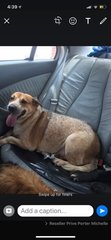 Trisha (Spayed) - Rhodesian Ridgeback Mix Dog