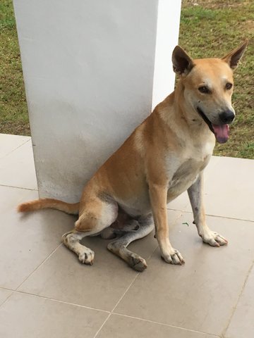 Darling - Labrador Retriever Dog