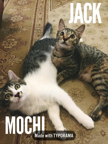 Mochi &amp; Jack (Mj) - Domestic Long Hair + Domestic Short Hair Cat