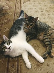 Mochi &amp; Jack (Mj) - Domestic Long Hair + Domestic Short Hair Cat