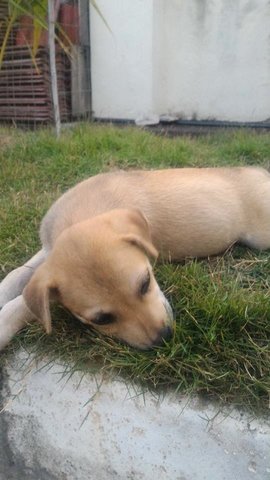 4 Male Puppies @ Galena, Seremban - Mixed Breed Dog