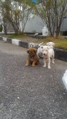 Lucky, Aspen and Anjo