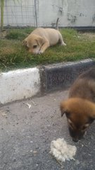 4 Male Puppies @ Galena, Seremban - Mixed Breed Dog