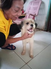 Shih Tzu (New Name: Charlie) - Shih Tzu Dog