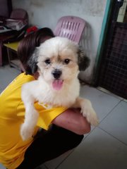 Shih Tzu (New Name: Charlie) - Shih Tzu Dog