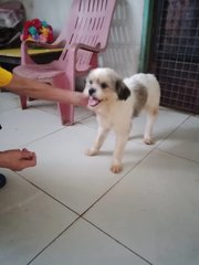 Shih Tzu (New Name: Charlie) - Shih Tzu Dog