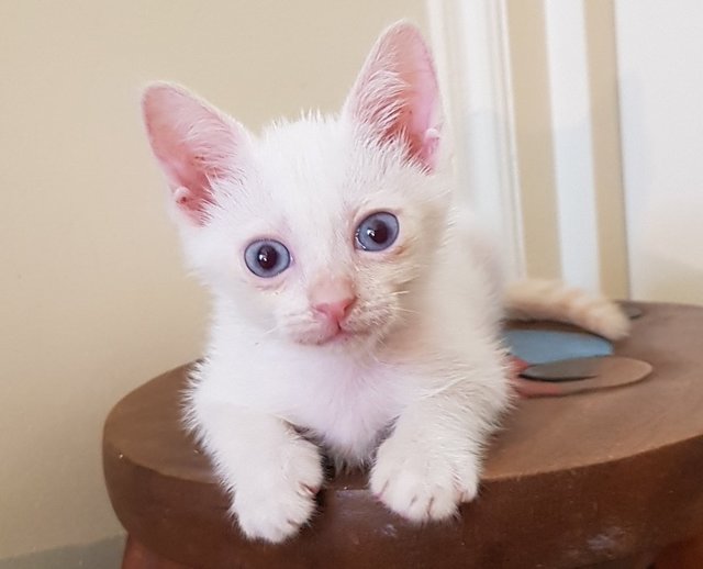 Yuki @ &quot;Happiness / Snow&quot; - Siamese + Domestic Short Hair Cat