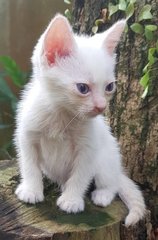 Yuki @ &quot;Happiness / Snow&quot; - Siamese + Domestic Short Hair Cat