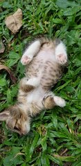 Tummy Girl  - Domestic Short Hair Cat