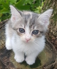 Emiko @ &quot;Beautiful Blessing Child&quot; - Dilute Calico + Domestic Medium Hair Cat