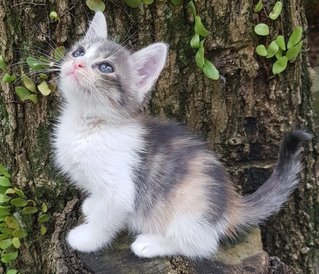 Emiko @ &quot;Beautiful Blessing Child&quot; - Dilute Calico + Domestic Medium Hair Cat