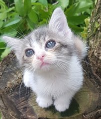 Emiko @ &quot;Beautiful Blessing Child&quot; - Dilute Calico + Domestic Medium Hair Cat