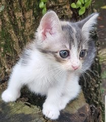 Emiko @ &quot;Beautiful Blessing Child&quot; - Dilute Calico + Domestic Medium Hair Cat