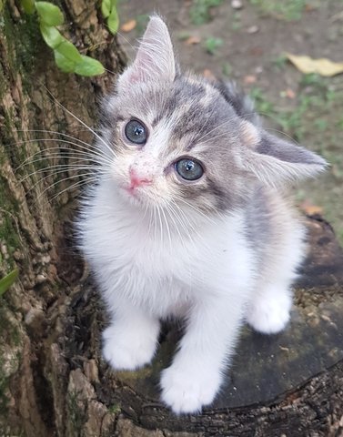 Emiko @ &quot;Beautiful Blessing Child&quot; - Dilute Calico + Domestic Medium Hair Cat