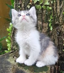 Emiko @ &quot;Beautiful Blessing Child&quot; - Dilute Calico + Domestic Medium Hair Cat