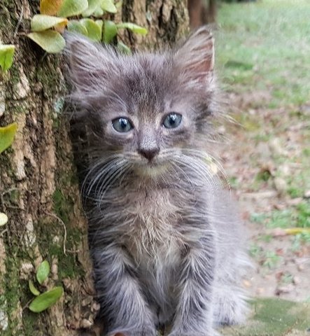 Bless - Maine Coon + Persian Cat