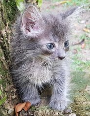 Bless - Maine Coon + Persian Cat